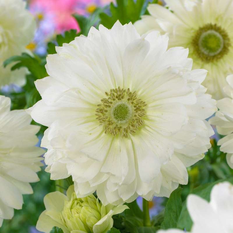 Anemone 'Mount Everest'